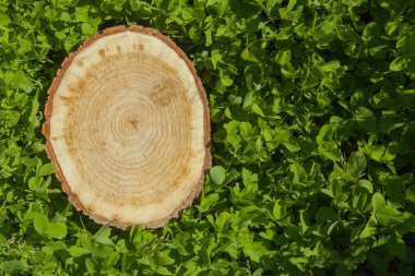 ağaç kütüğü çim, üstten görünüm