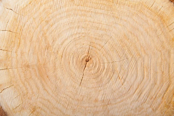 Close-up textura de corte de madeira — Fotografia de Stock