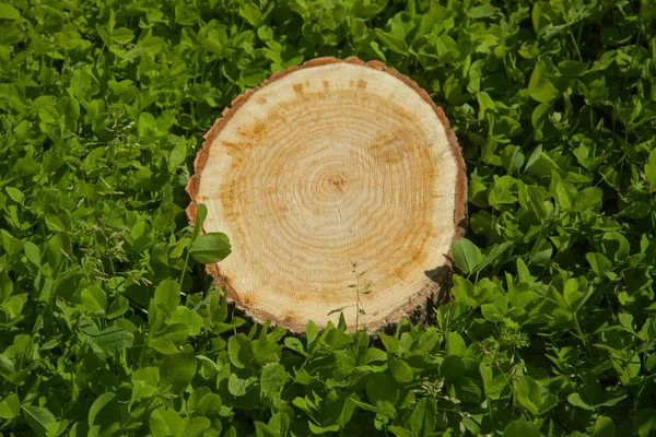Tronco d'albero sull'erba, vista dall'alto — Foto Stock