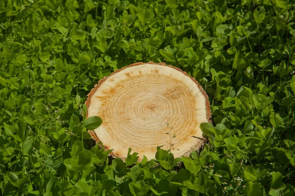 Baumstumpf auf dem Gras, Draufsicht — Stockfoto