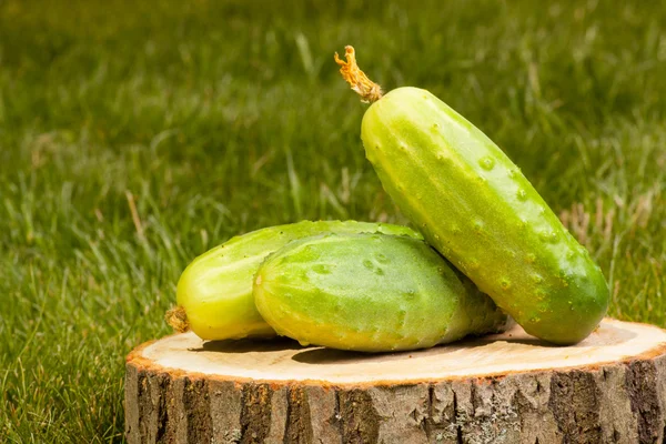 Cucumbers on a tree stump — Stock Photo, Image