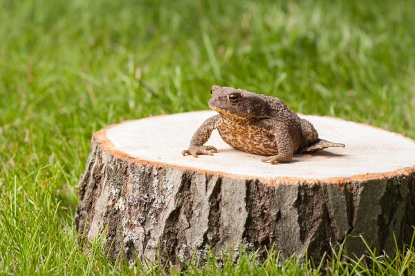 Žába na pařez — Stock fotografie