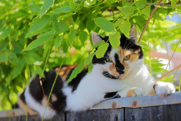 Portrait Domestic Colorful Cat Green Eyes Rijp Alkmaar North Holland — Stockfoto