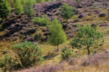 Colorful scenery with flowering heather in August on the hills of the Posbank  in National Park Veluwezoom, Rheden, Gelderland, Netherlands