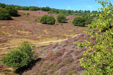 Colorful scenery with flowering heather in August on the hills of the Posbank  in National Park Veluwezoom, Rheden, Gelderland, Netherlands