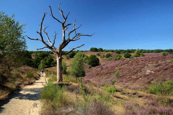 Colorful scenery with flowering heather in August on the hills of the Posbank  in National Park Veluwezoom, Rheden, Gelderland, Netherlands