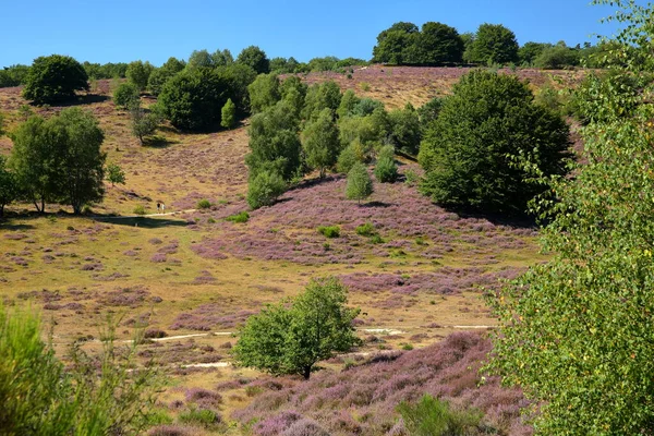 Colorful Scenery Flowering Heather August Hills Posbank National Park Veluwezoom — Stock Photo, Image