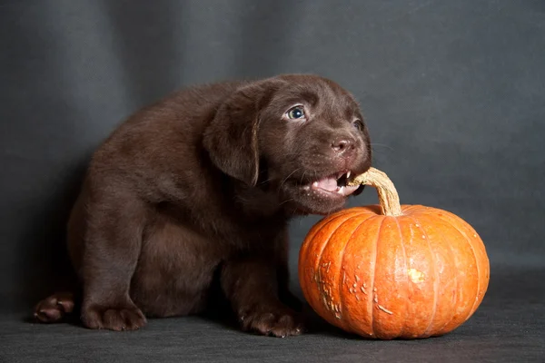 Puppy biting pumpkin