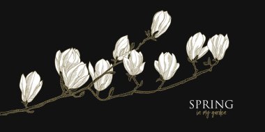 Zarif beyaz manolya çiçekleri tebrik kartları, başlık, davetiye, poster, sosyal medya için el yazısı. Altın ve siyah piliç gece tarzı vektör grafikleri.