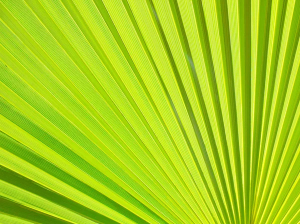 Palm leaf — Stock Photo, Image