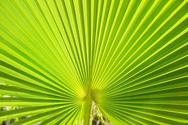 Palm leaf — Stock Photo, Image