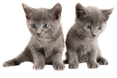 Blue eyed grey kittens on white clipart