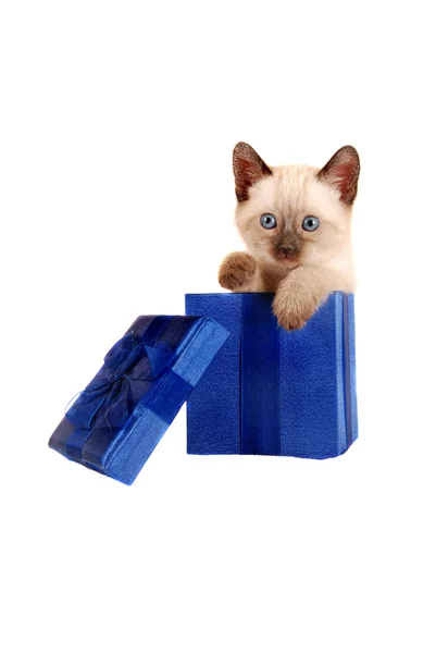 Gatinho siamês em uma caixa de presente — Fotografia de Stock