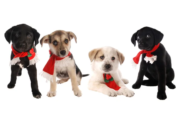 Puppies in Christmas Holiday Scarves — Stock Photo, Image