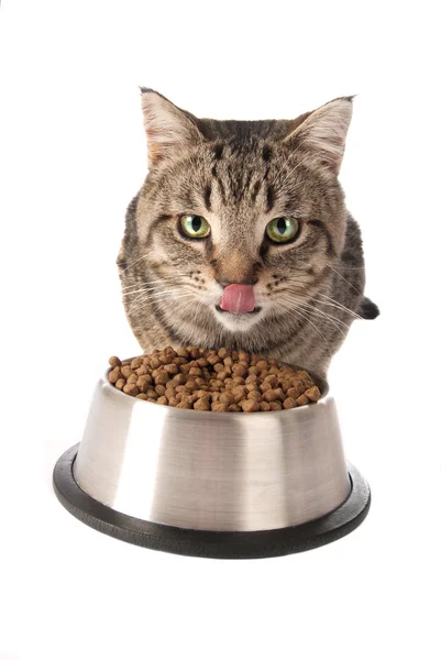 접시에서 먹는 고양이 스톡 사진