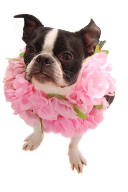 boston terrier köpek Hawaiian lei giyiyor