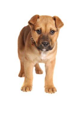 boksör sakız köpek yavrusu