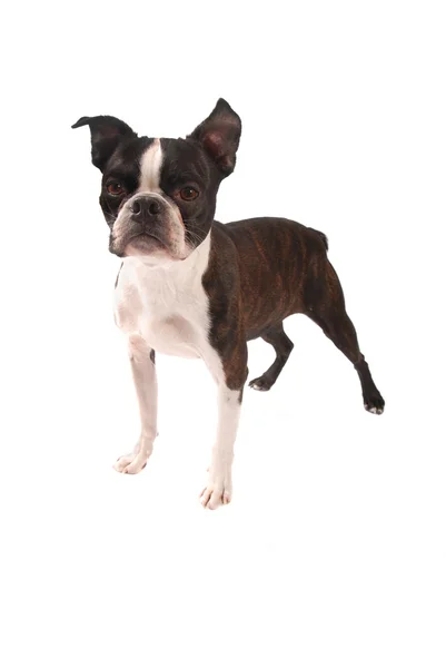 Pręgowane i biały boston terrier stojący — Zdjęcie stockowe