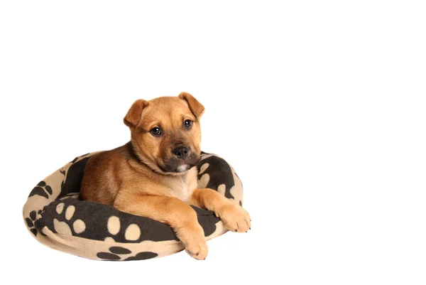 Mastiff cucciolo sdraiato su un letto di cane Fotografia Stock
