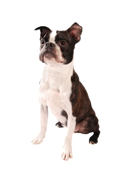 Boston Terriër hond staande — Stockfoto
