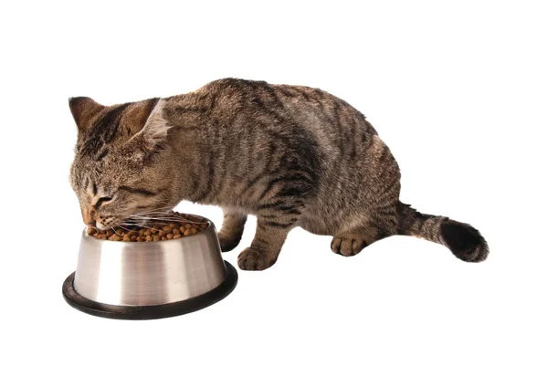 बिल्ली डिश से खाने — स्टॉक फ़ोटो, इमेज