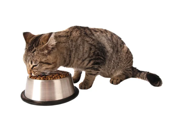 yemek yerken yavru kedi