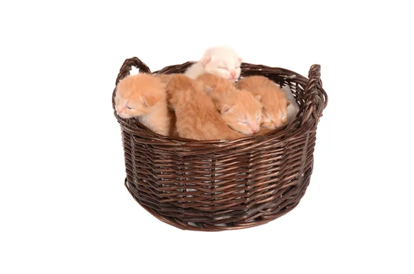 Gatinhos de gengibre em uma cesta — Fotografia de Stock
