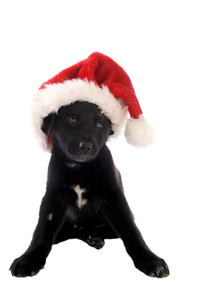 Black puppy with Christmas Hat — Stock Photo, Image