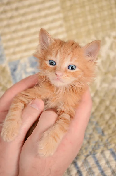 Gatinho laranja em mãos — Fotografia de Stock