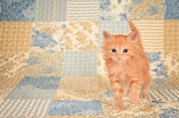 姜小猫绗缝背景上 — 图库照片