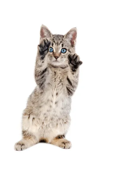 Gatito tabby de ojos azules con las patas hacia arriba —  Fotos de Stock