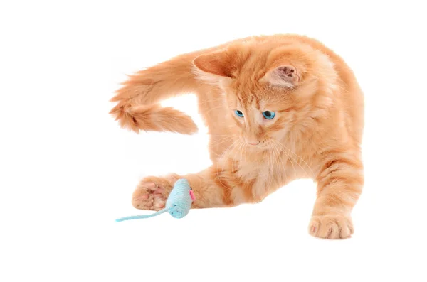 주황색 고양이 장난감 마우스로 재생 스톡 이미지
