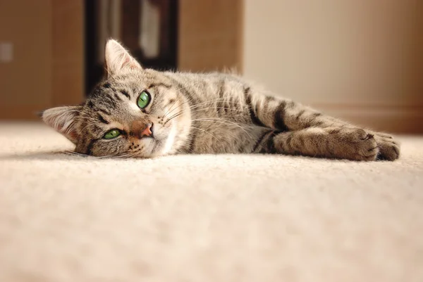 Tabby yavru kedi halı üzerinde rahatlatıcı