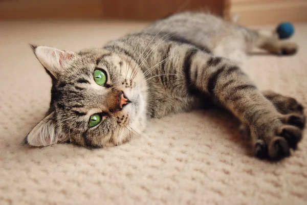 카펫에 밖으로 기지개 하는 고양이 스톡 이미지