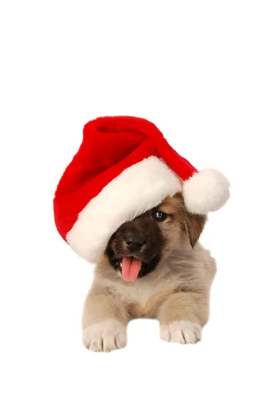Cute Puppy In a Christmas Hat - holiday theme — Stock Photo, Image