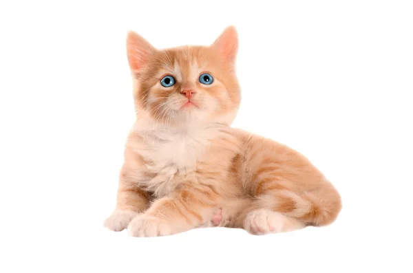Pomarańczowy kotek z niebieskimi oczami — Zdjęcie stockowe