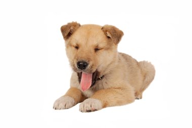 Puppy Yawning on White clipart