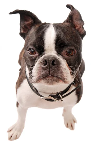 Boston Terrier Perro Primer plano —  Fotos de Stock