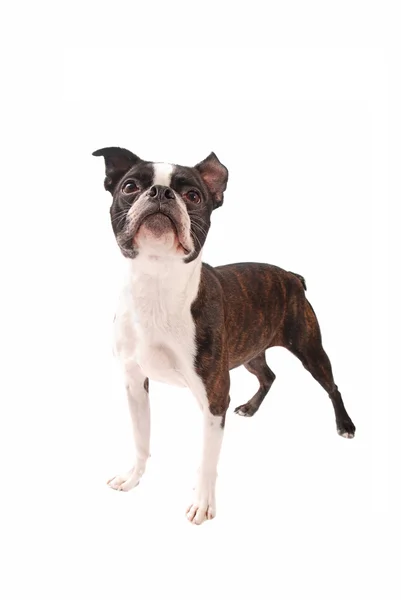 Boston terrier köpek ayakta beyaz — Stok fotoğraf