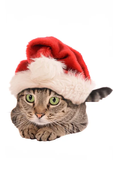 Lindo gato Tabby en un sombrero de Navidad - tema de vacaciones —  Fotos de Stock