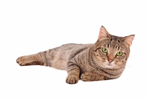 Grave buscando gato tabby sobre un fondo blanco —  Fotos de Stock