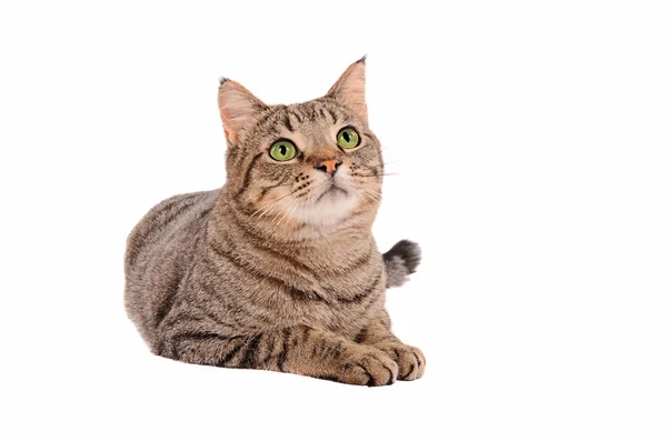 Ljusa gröna ögon tabby katt på vit bakgrund — Stockfoto