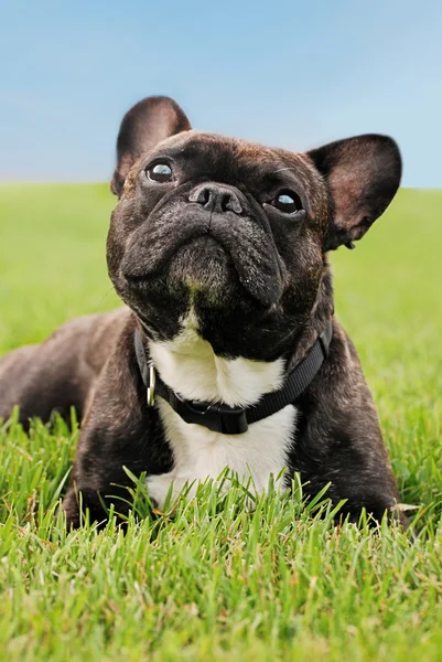 Französische Bulldogge liegt im Gras — Stockfoto