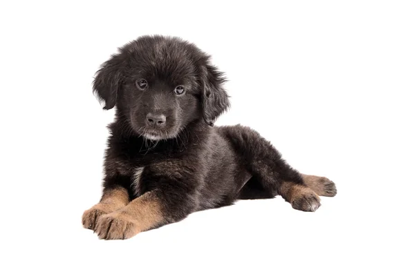 Adorável cachorrinho fofo preto e marrom no branco — Fotografia de Stock