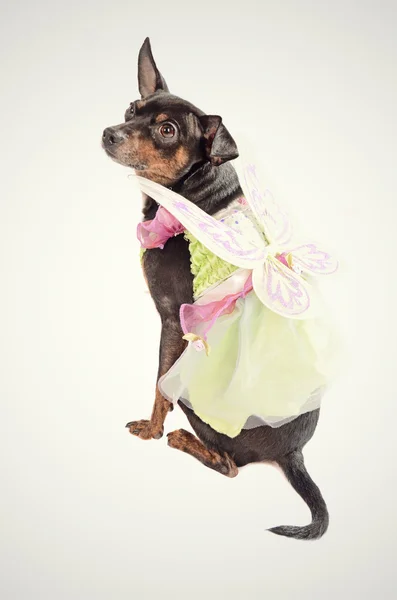 Chihuahua dog wearing a fairy costume — Stock Photo, Image