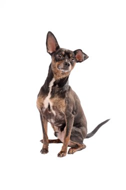 Beyaz üzerinde oturan chihuahua köpek