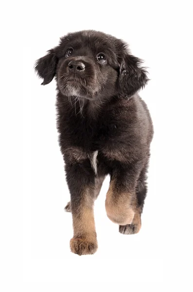 Adorable puppy walking on a white background — Stock Photo, Image