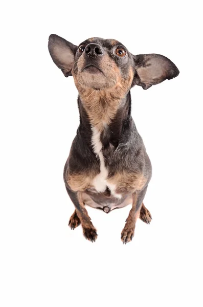 Chihuahua perro sentado en blanco — Foto de Stock