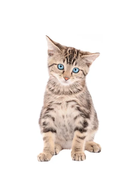 Sad blue-eyed tabby kitten — Stock Photo, Image