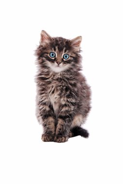 çok güzel kabarık tekir kedi